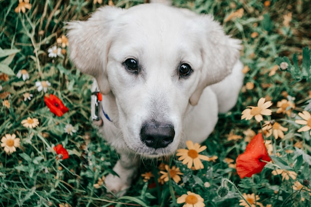 10 Summer Poisonous Plants Every UK Dog Owner Needs to Avoid