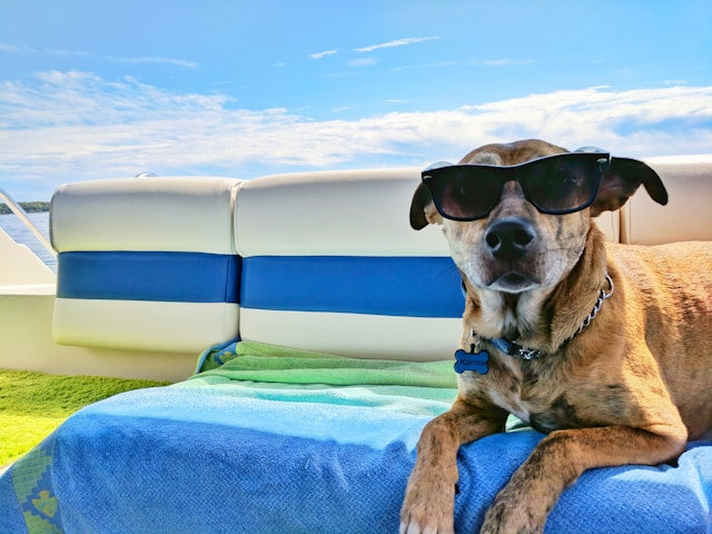 Hot Weather and Dogs: 8 Summer Safety Tips Every Owner Should Know