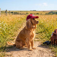 Load image into Gallery viewer, The Wag & Wander Sun-Shield Dog Cap
